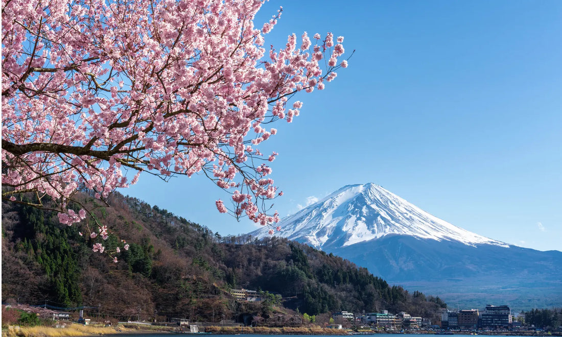 why you should see cherry blossom in japan
